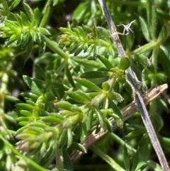 Asperula conferta at Whitlam, ACT - 18 Jul 2024