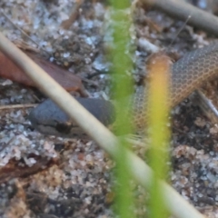 Drysdalia rhodogaster (Mustard-bellied Snake) at Guerilla Bay, NSW - 18 Jul 2024 by LisaH