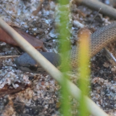 Drysdalia rhodogaster (Mustard-bellied Snake) at Guerilla Bay, NSW - 18 Jul 2024 by LisaH