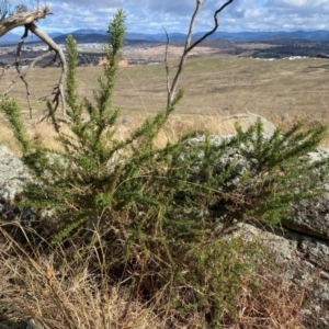 Cassinia aculeata subsp. aculeata at Whitlam, ACT - 18 Jul 2024