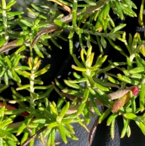 Cassinia aculeata subsp. aculeata at Whitlam, ACT - 18 Jul 2024