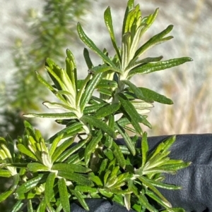 Cassinia aculeata subsp. aculeata at Whitlam, ACT - 18 Jul 2024