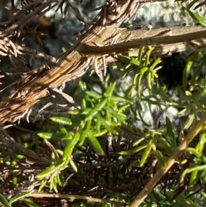 Cassinia aculeata subsp. aculeata at Whitlam, ACT - 18 Jul 2024