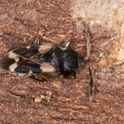 Scolopostethus forticornis (a dirt coloured seed bug) at Flynn, ACT - 17 Jul 2024 by kasiaaus