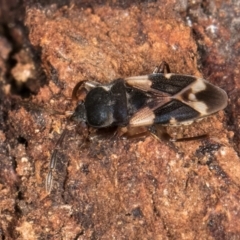 Scolopostethus forticornis at Flynn, ACT - 17 Jul 2024