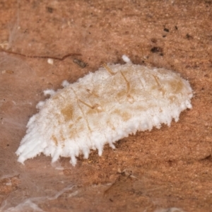 Pseudococcidae sp. (family) at Flynn, ACT - 17 Jul 2024 12:41 PM