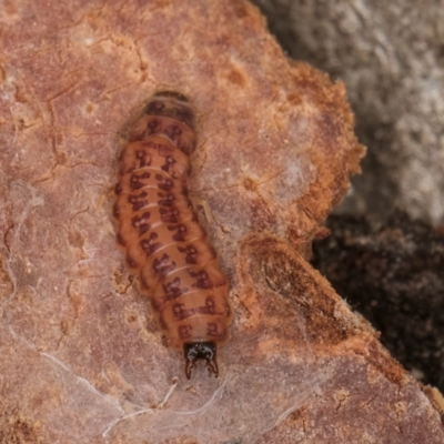 Unidentified Beetle (Coleoptera) at Flynn, ACT - 17 Jul 2024 by kasiaaus