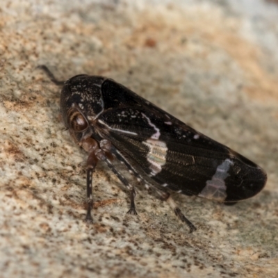 Eurypella tasmaniensis (Eurypella tasmaniensis) at Flynn, ACT - 17 Jul 2024 by kasiaaus