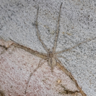 Tamopsis eucalypti (A two-tailed spider) at Flynn, ACT - 17 Jul 2024 by kasiaaus