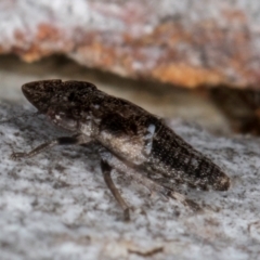 Stenocotini sp. (tribe) at Aranda, ACT - 18 Jul 2024 05:13 PM