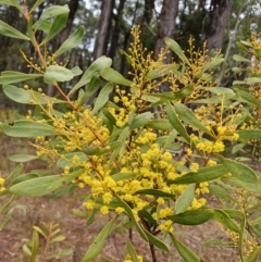 Acacia obtusata (Blunt-leaf Wattle) at Penrose, NSW - 7 Jul 2024 by Aussiegall