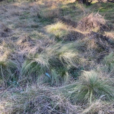 Nassella trichotoma (Serrated Tussock) at Hackett, ACT - 18 Jul 2024 by waltraud