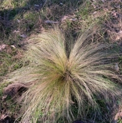 Nassella trichotoma (Serrated Tussock) at Hackett, ACT - 18 Jul 2024 by waltraud