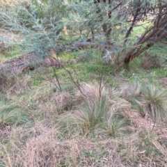 Nassella trichotoma (Serrated Tussock) at Hackett, ACT - 18 Jul 2024 by waltraud