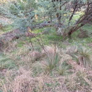 Nassella trichotoma at Hackett, ACT - 18 Jul 2024