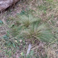 Nassella trichotoma at Hackett, ACT - 18 Jul 2024