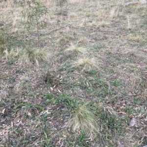 Nassella trichotoma at Hackett, ACT - 18 Jul 2024