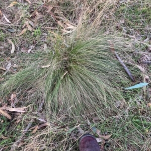 Nassella trichotoma at Hackett, ACT - 18 Jul 2024