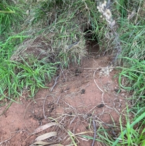 Oryctolagus cuniculus at Hackett, ACT - 18 Jul 2024