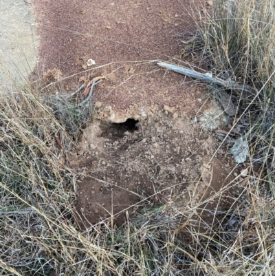 Oryctolagus cuniculus (European Rabbit) at Mount Majura - 18 Jul 2024 by waltraud