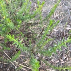 Olearia tenuifolia (Narrow-leaved Daisybush) at Hackett, ACT - 18 Jul 2024 by waltraud