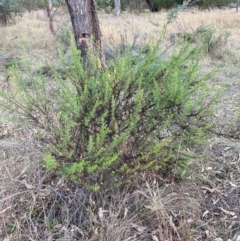 Olearia tenuifolia at Hackett, ACT - 18 Jul 2024