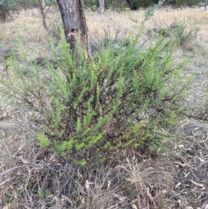 Olearia tenuifolia at Hackett, ACT - 18 Jul 2024 04:50 PM