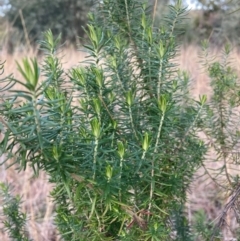 Cassinia aculeata subsp. aculeata (Dolly Bush, Common Cassinia, Dogwood) at Hackett, ACT - 18 Jul 2024 by waltraud