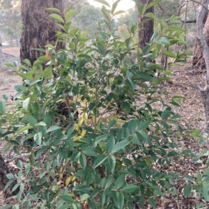 Ligustrum lucidum at Hackett, ACT - 18 Jul 2024 04:58 PM