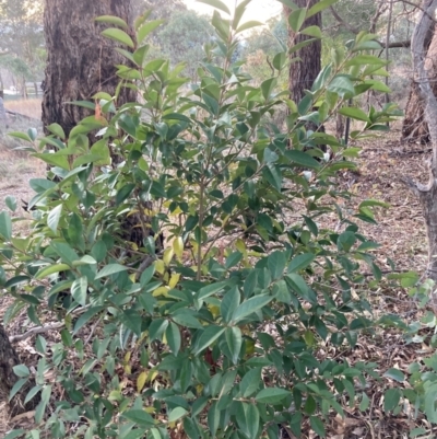 Ligustrum lucidum (Large-leaved Privet) at Hackett, ACT - 18 Jul 2024 by waltraud