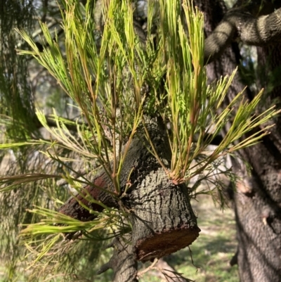 Exocarpos cupressiformis (Cherry Ballart) at Watson, ACT - 18 Jul 2024 by waltraud