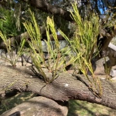 Exocarpos cupressiformis at Watson, ACT - 18 Jul 2024 11:42 AM