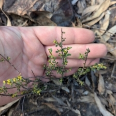 Phyllanthus occidentalis (Thyme Spurge) at Acton, ACT - 19 Jul 2024 by JP95