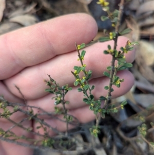 Phyllanthus occidentalis at Acton, ACT - 19 Jul 2024