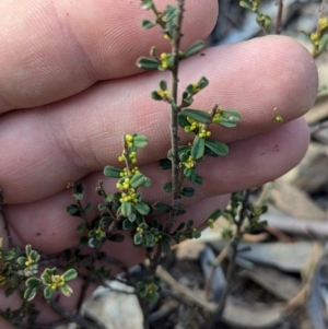 Phyllanthus occidentalis at Acton, ACT - 19 Jul 2024