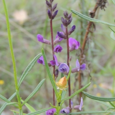 Glycine tabacina (Variable Glycine) at Conder, ACT - 7 Jan 2024 by MichaelBedingfield