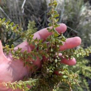 Grevillea alpina at Acton, ACT - 19 Jul 2024 10:59 AM