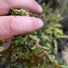 Grevillea alpina at Acton, ACT - 19 Jul 2024 10:59 AM