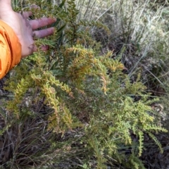 Grevillea alpina at Acton, ACT - 19 Jul 2024 10:59 AM