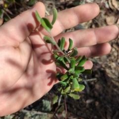 Persoonia rigida (Hairy Geebung) at Acton, ACT - 19 Jul 2024 by JP95