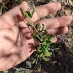 Persoonia rigida (Hairy Geebung) at Acton, ACT - 19 Jul 2024 by JP95