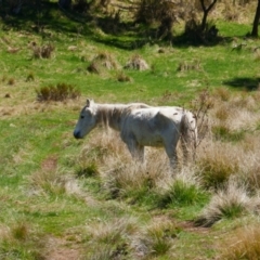 Equus caballus (Brumby, Wild Horse) at Gooandra, NSW - 28 Sep 2023 by MB