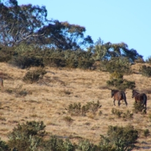 Equus caballus at Gooandra, NSW - suppressed