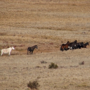 Equus caballus at Gooandra, NSW - 21 Jun 2021