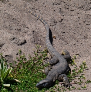 Varanus rosenbergi at Mount Clear, ACT - 15 Nov 2020