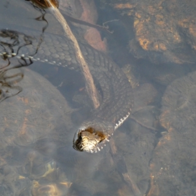 Austrelaps ramsayi (Highlands Copperhead) at Cobberas, VIC - 16 Dec 2019 by MB