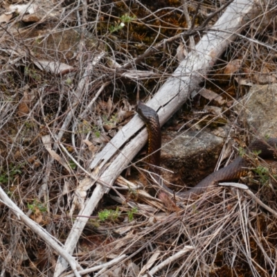 Austrelaps ramsayi (Highlands Copperhead) at Cobberas, VIC - 17 Dec 2019 by MB