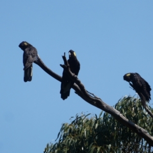 Zanda funerea at Pilot Wilderness, NSW - 18 Dec 2019 10:05 AM