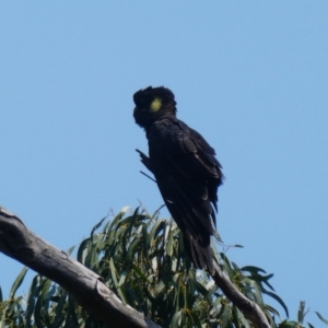 Zanda funerea at Pilot Wilderness, NSW - 18 Dec 2019 10:05 AM