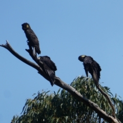 Zanda funerea at Pilot Wilderness, NSW - 18 Dec 2019 10:05 AM